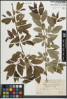 Foto von Salix pentandra L.